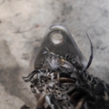 Audi A6 C6 (2004-2011) 059131525AB