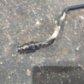Hyundai Terracan HP (2001-2007) 47222H1911