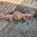 Hyundai Terracan HP (2001-2007) 52100H1121