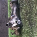 Корпус термостату Hyundai Terracan HP (2001-2007) 255504X110