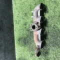 Коллектор выпускной 2,5crdi Kia Sorento JC (2002-2009) 285114A000