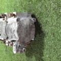 Компресор кондиціонера Nissan X-Trail T30 (2001-2007) 926005M301