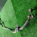Передній стабілізатор Nissan X-Trail T30 (2001-2007) 546118H316