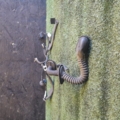 Проводка Renault Megane III (2008-2016) 241266320R