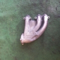 Колектор впускний Skoda Fabia I (1999-2007) 045129713Q