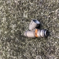 Форсунка бензинова Volkswagen Golf IV (1997-2006) 036031C