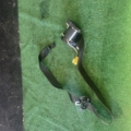 Ремінь безпеки передній правий Volkswagen Touran I (2003-2010) 1T1857706B
